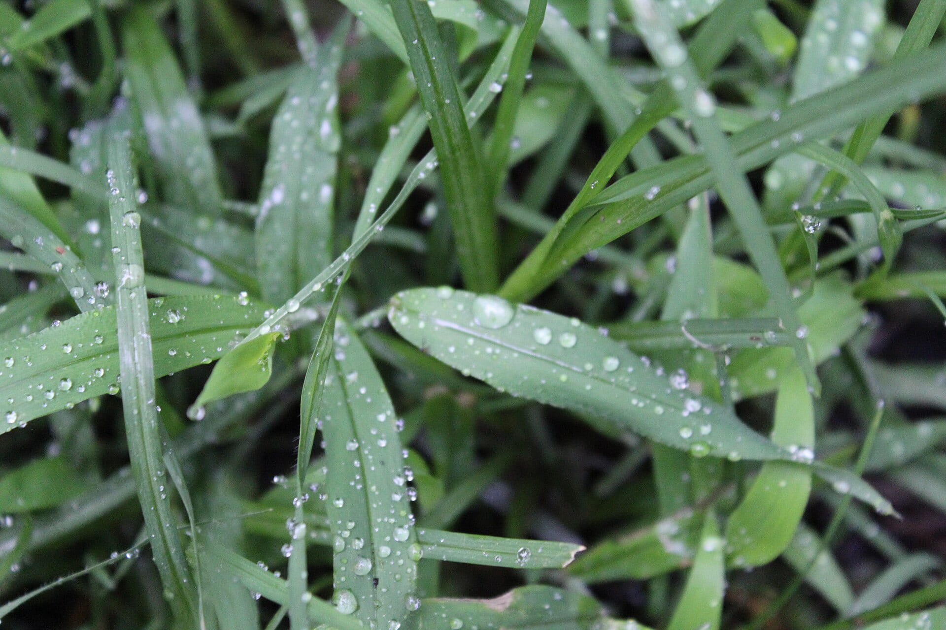Hojas verdes de pasto cubiertas de gotas de lluvia.