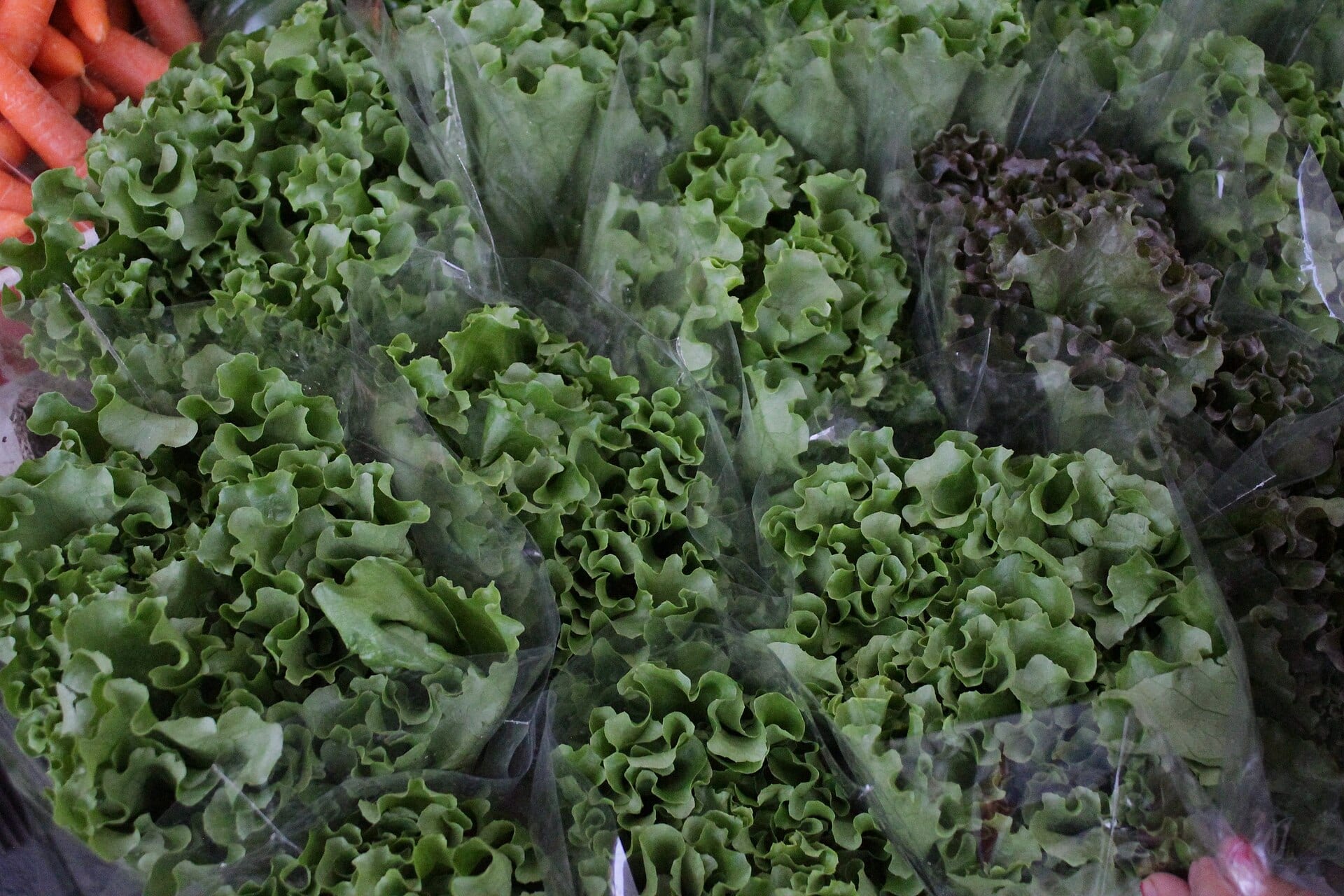 Lechugas empacadas en bolsas de plástico transparente, con zanahorias al fondo, en un puesto de mercado.