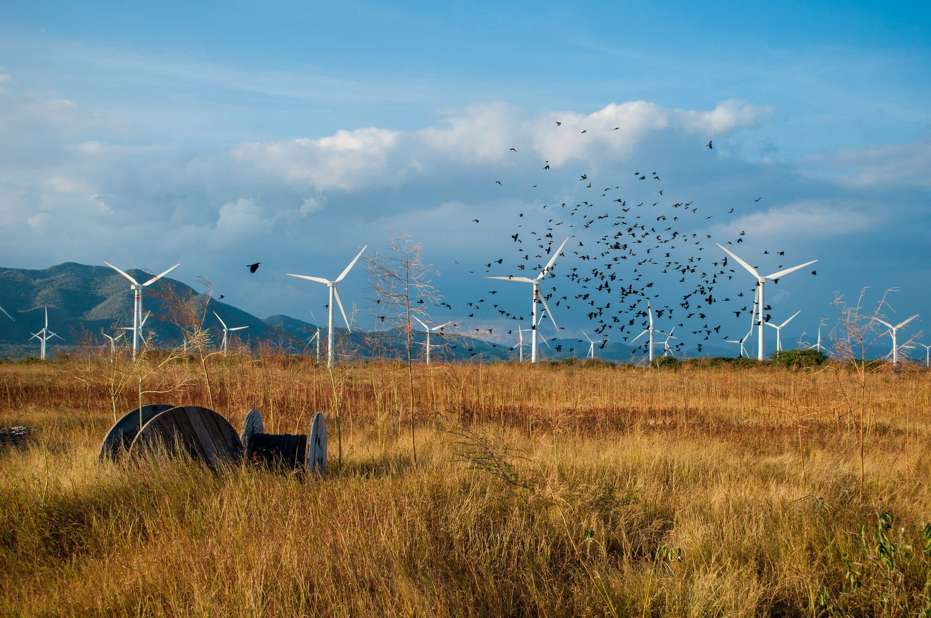 Aerogeneradores blancos sobre un campo de pasto seco, con una bandada de aves en el cielo.
