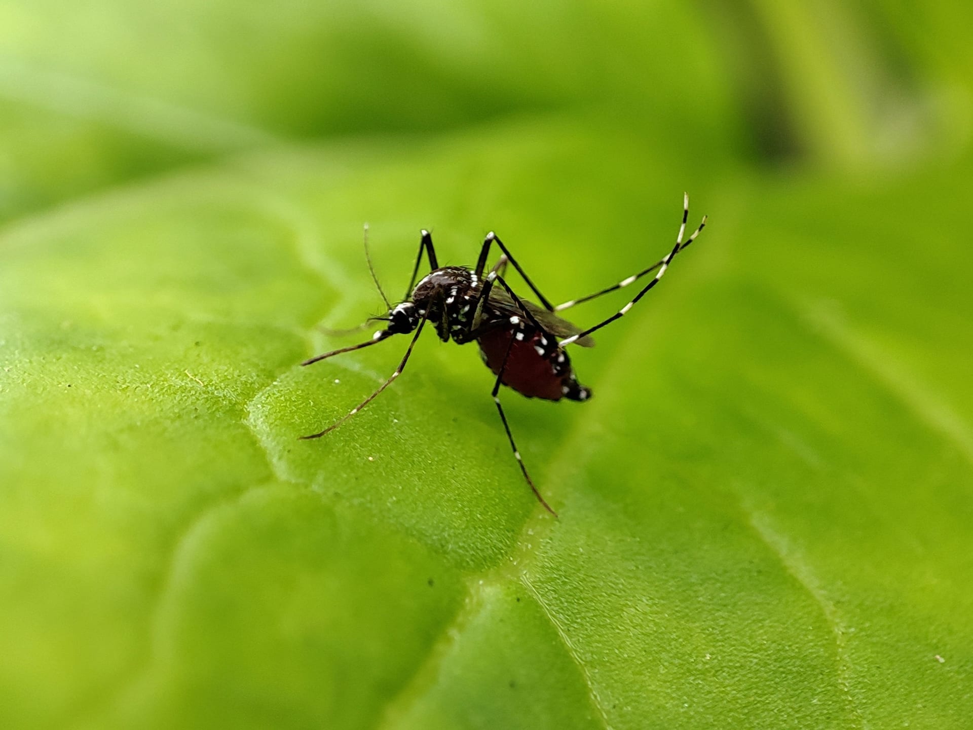 Primer plano de un mosquito Aedes aegypti de patas con anillos blancos y negros, posado sobre una hoja verde.