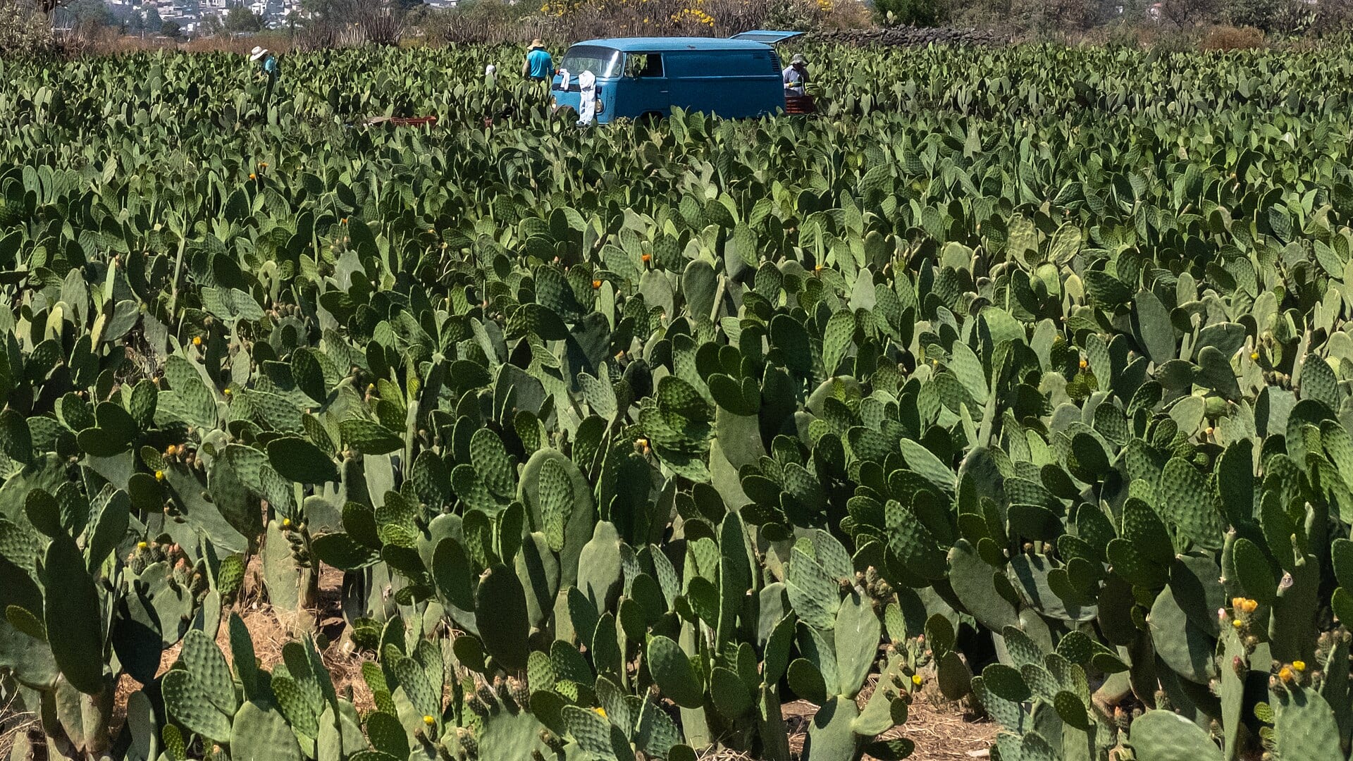 Cultivo de nopales en Milpa Alta con varias personas trabajando entre las plantas y una camioneta azul al fondo, bajo un cielo despejado.