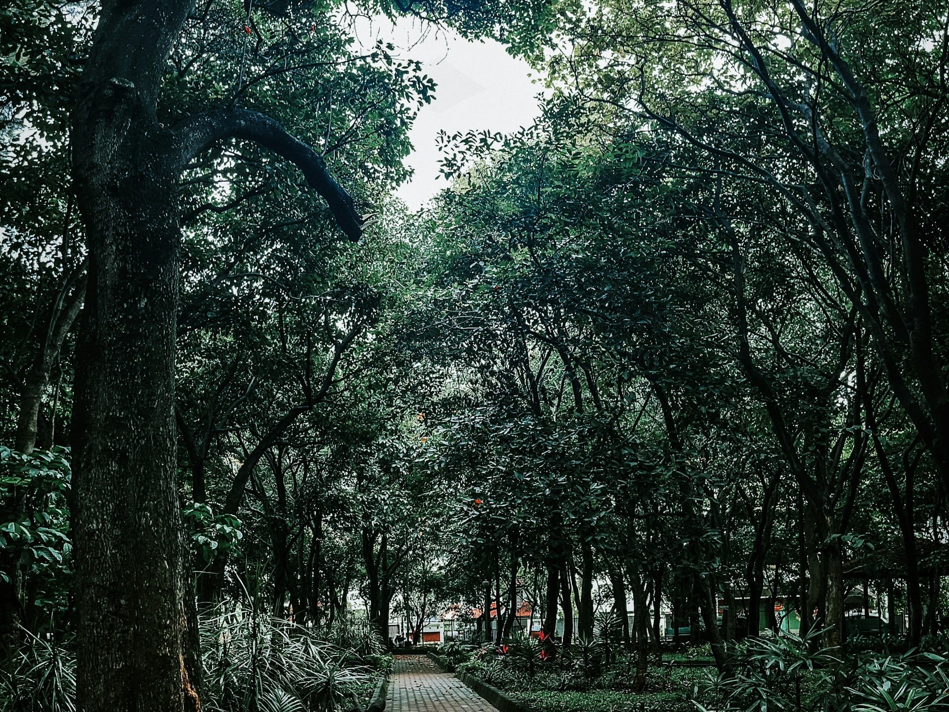 Un sendero de adoquín cubierto de pétalos rojos entre árboles altos, en un parque sin gente.
