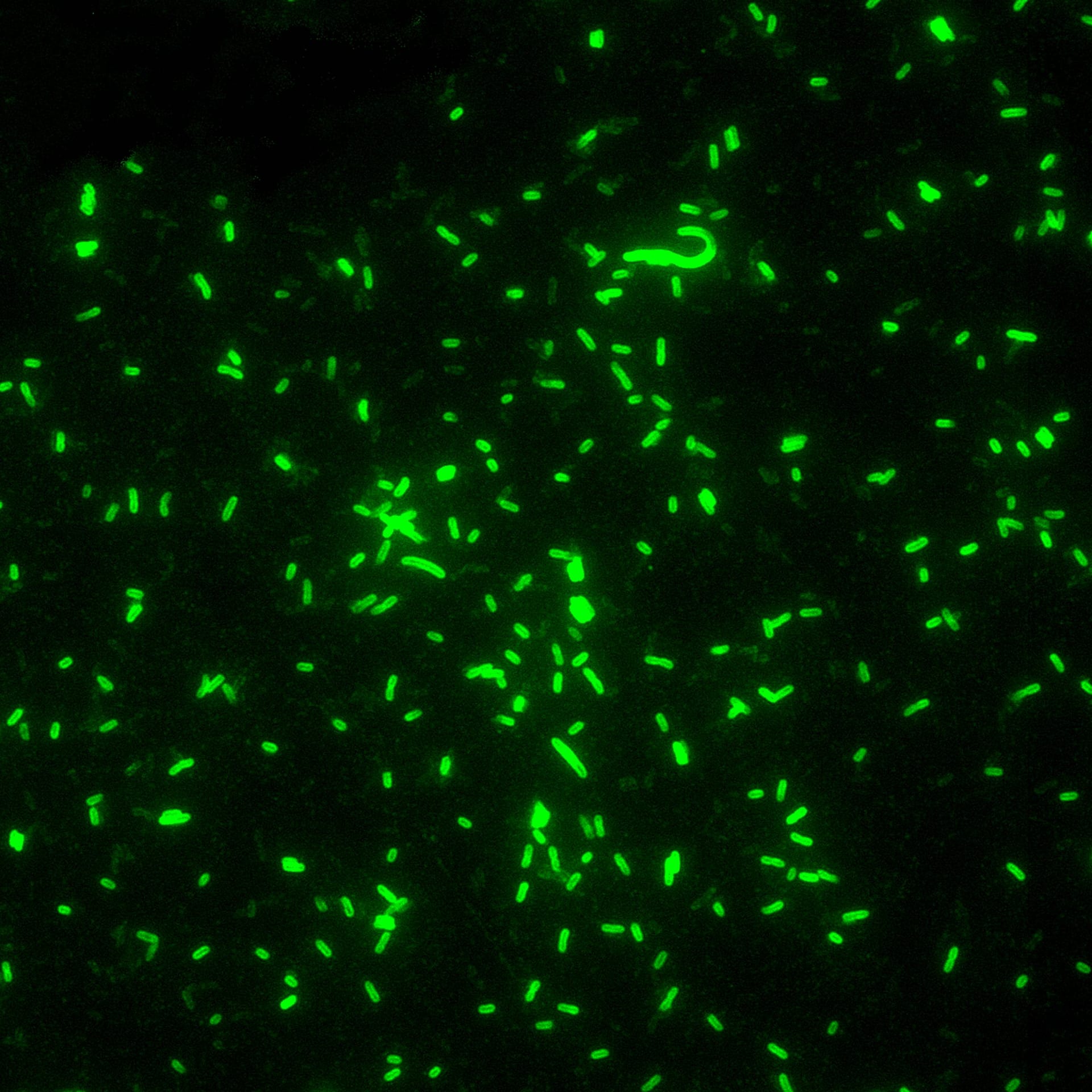 Bright green rod-shaped bacteria on a dark background, seen under a microscope with an antibody stain.