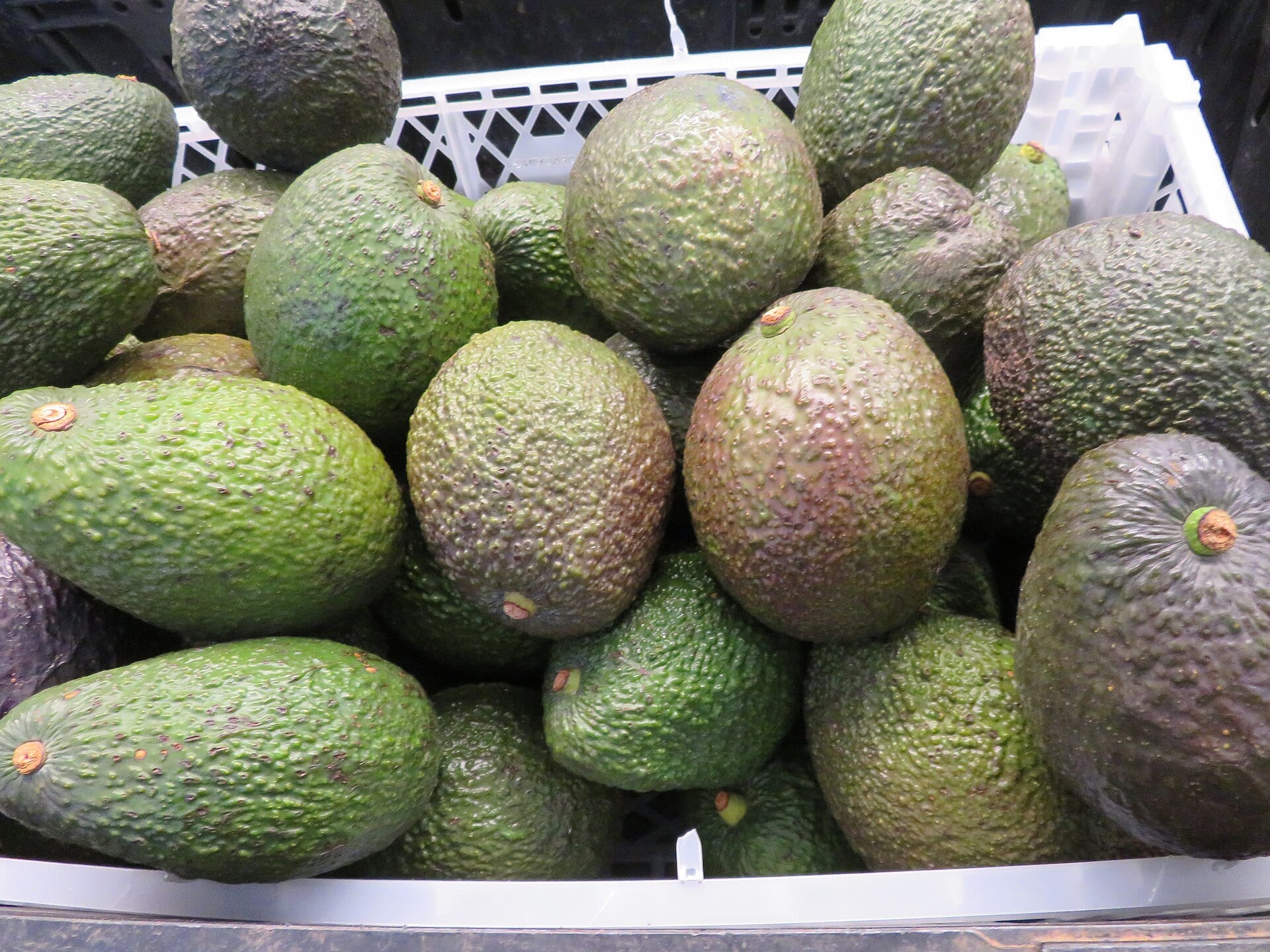 Aguacates de cáscara rugosa, verdes y casi negros, apilados en una caja de plástico blanca.