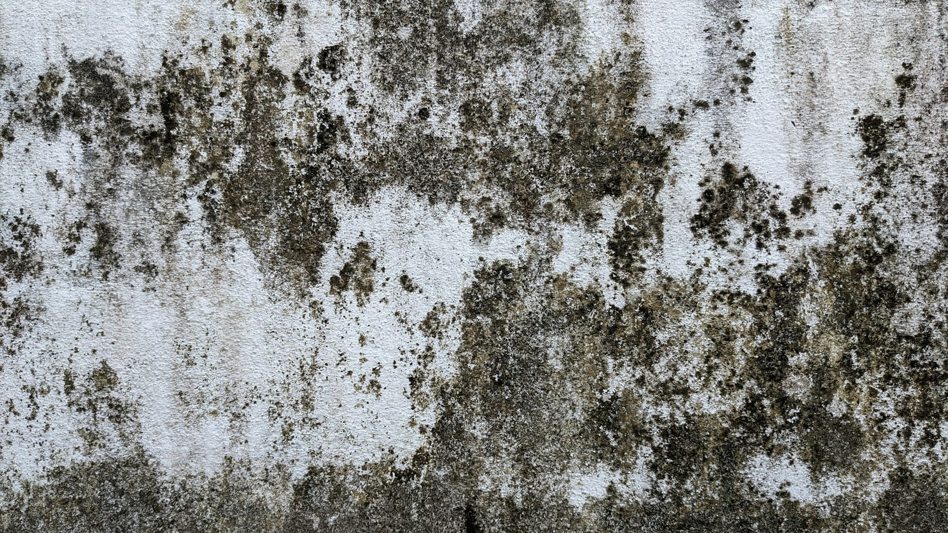 Pintura blanca con manchas verdosas y negras de moho, en primer plano.