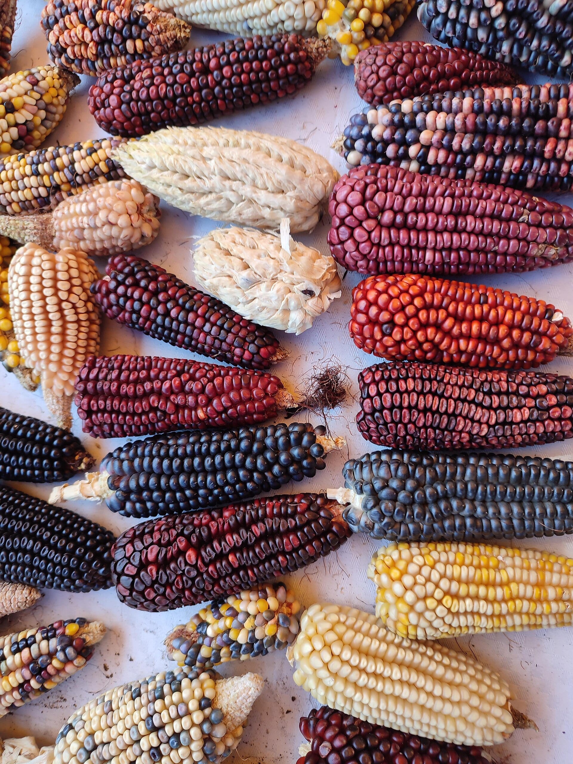 Mazorcas de maíz nativo en tonos rojo, morado, negro, blanco y amarillo, alineadas sobre una mesa.
