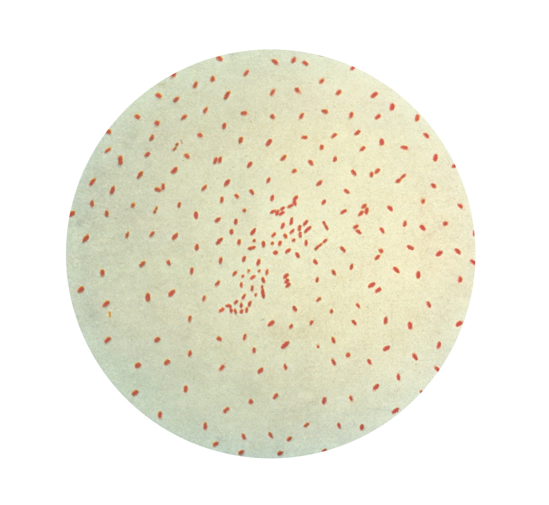 Microfotografía circular con decenas de bacterias en forma de bastoncillo teñidas de rojo, dispersas sobre un fondo claro.