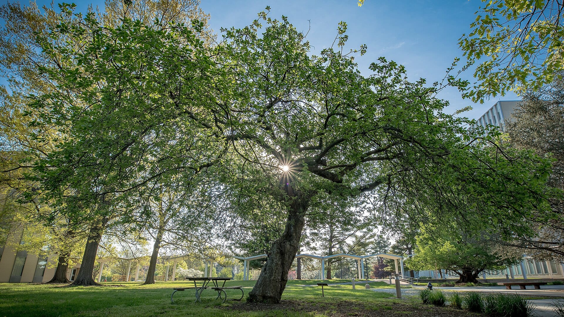 A leaning, leafy apple tree on the lawn of the NIST campus, with a white pergola and buildings behind it.