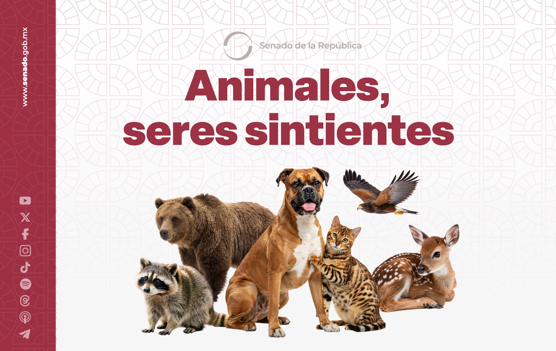 Gráfico del Senado con el texto "Animales, seres sintientes" y un oso, un mapache, un perro, un gato, un ave y un venado.
