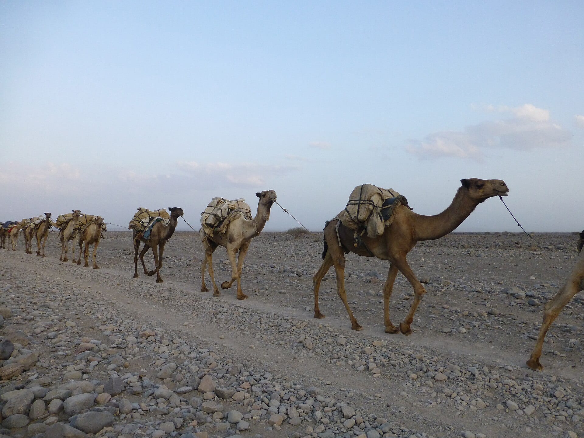 Una caravana de camellos cargados avanza en fila por un camino de grava en el desierto de la región de Afar, bajo un cielo despejado.