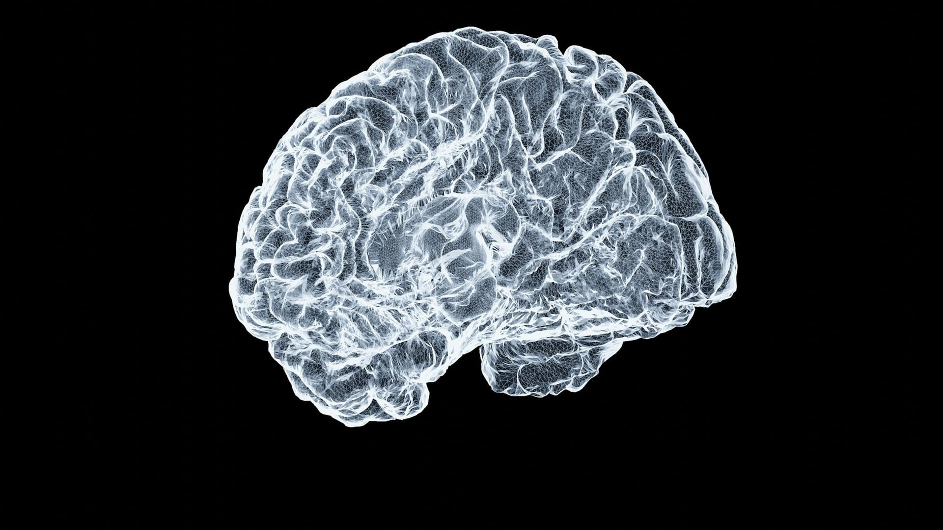 Modelo tridimensional de un cerebro humano en blanco y azul pálido sobre fondo negro, visto de perfil.