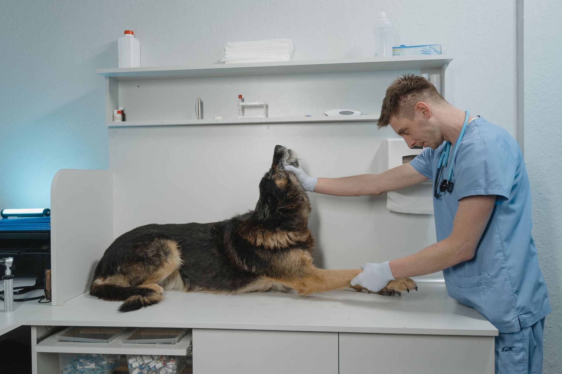 Un veterinario con uniforme azul y guantes revisa a un perro pastor alemán recostado sobre una mesa de exploración.