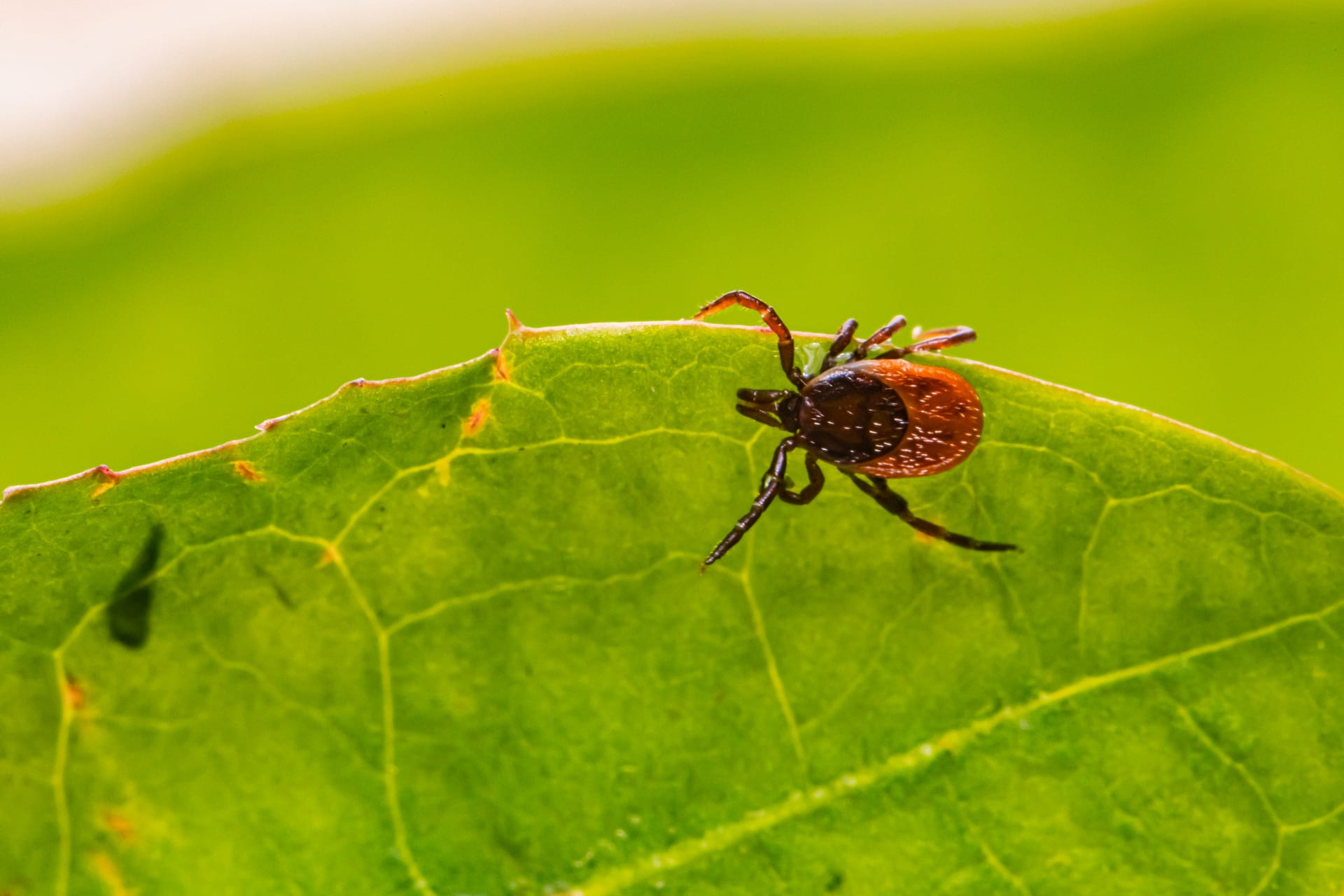Una garrapata de cuerpo naranja y patas oscuras camina sobre el borde de una hoja verde, con fondo desenfocado.