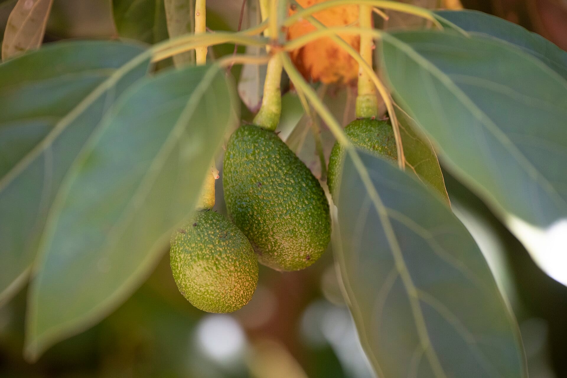 Tres aguacates verdes cuelgan de una rama entre hojas grandes de un árbol.