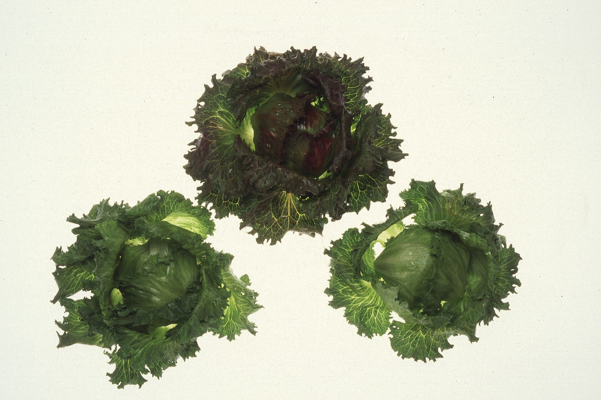 Three heads of curly-leaf lettuce, one of them purple, on a light background.
