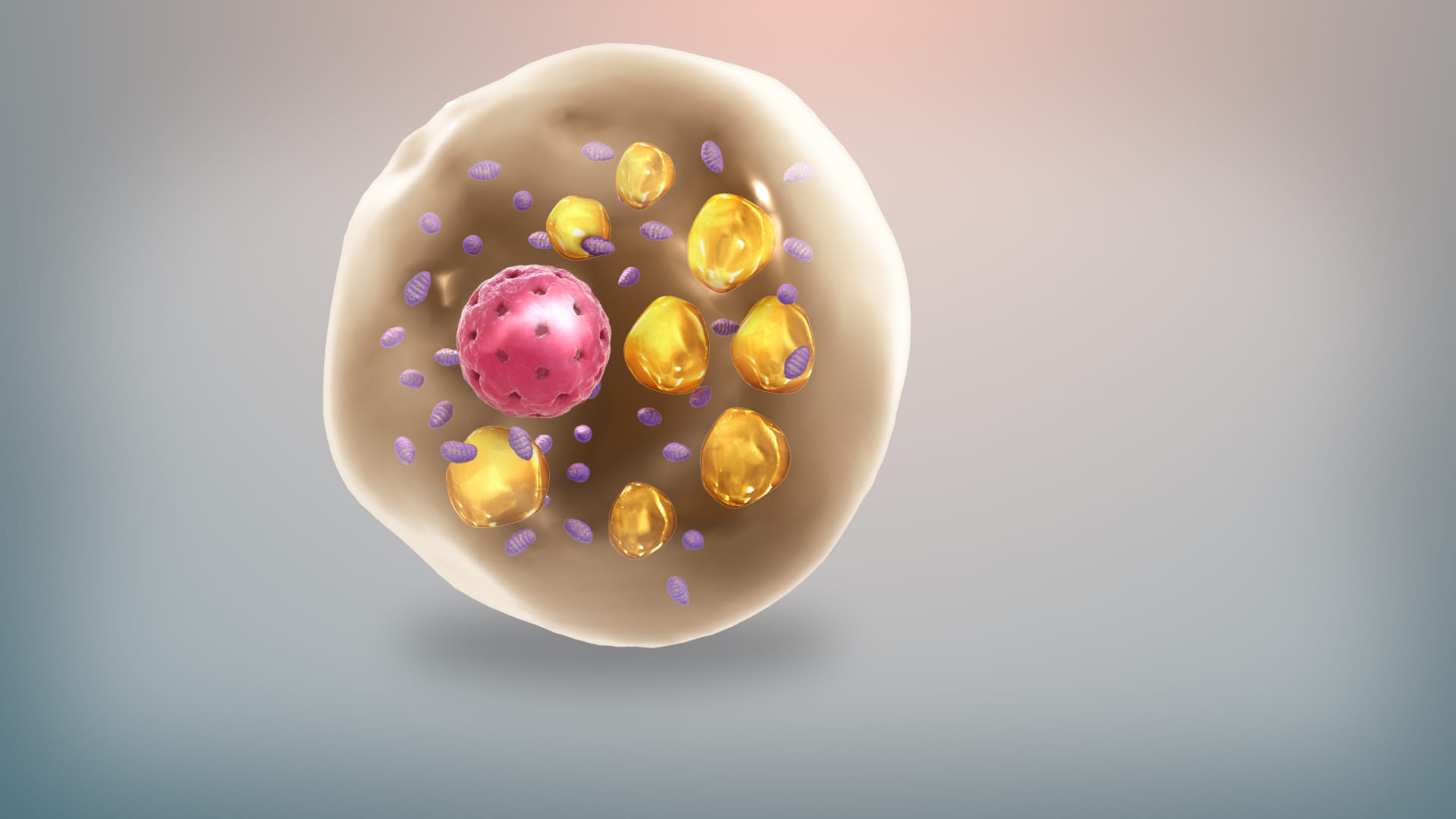 3D illustration of a round fat cell with a pink nucleus, yellow droplets and small purple structures against a gray background.