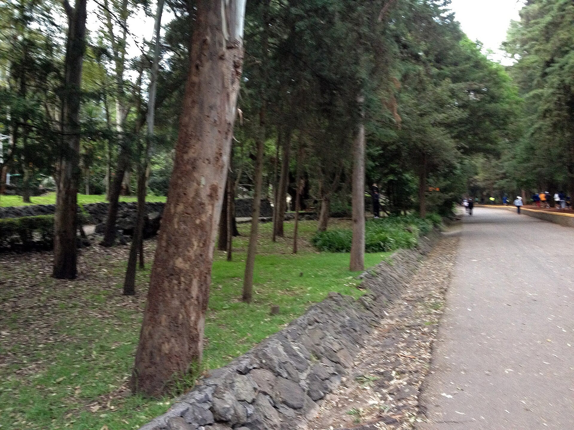 Un camino de tierra entre árboles altos en el Bosque de Tlalpan, con pasto verde a los costados.