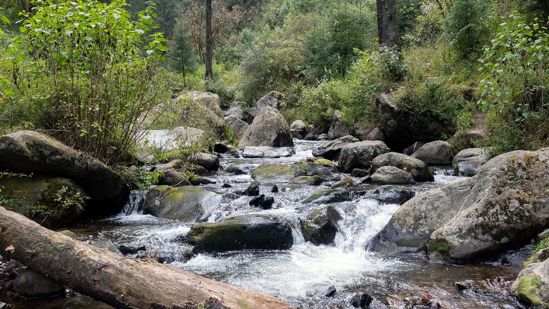 El río Magdalena baja entre rocas cubiertas de musgo y troncos caídos, en un bosque de la alcaldía.