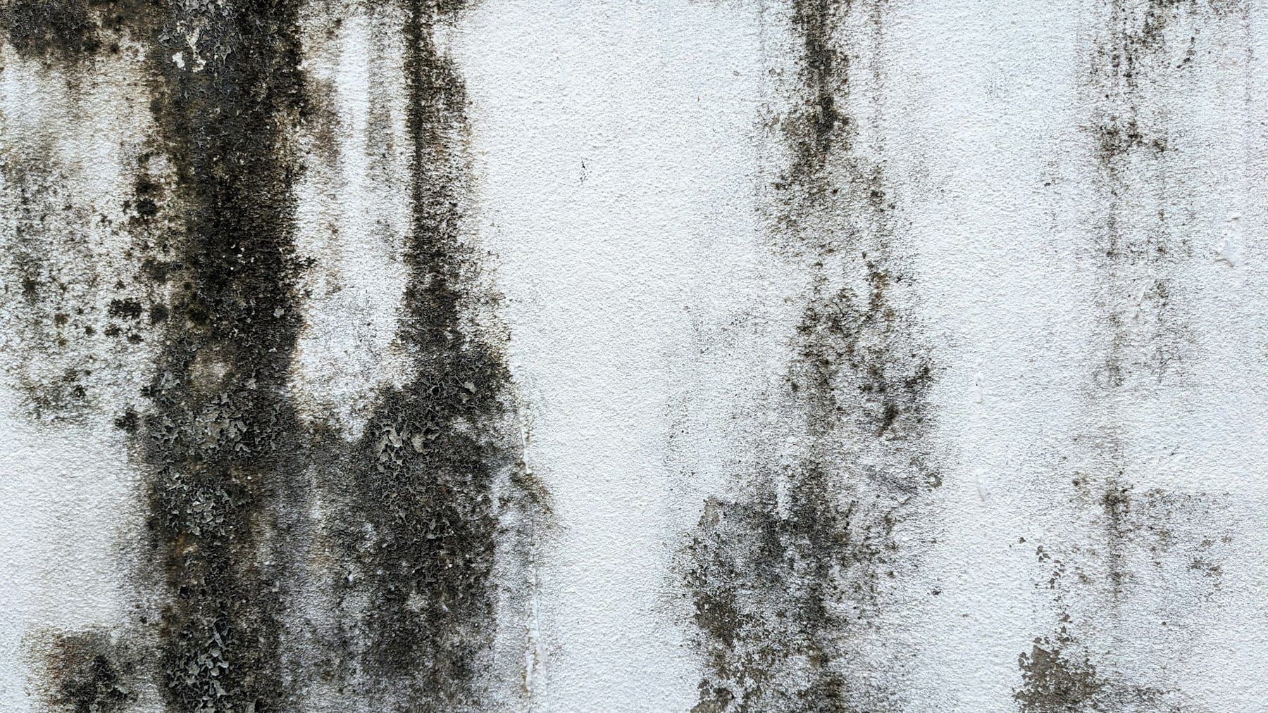 Una pared blanca con manchas oscuras de aspecto húmedo cerca de una esquina, con la pintura descascarada.