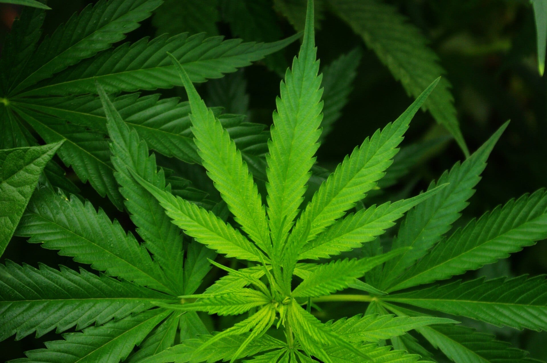 Close-up of green cannabis leaves, with the central seven-leaflet leaf in the foreground.