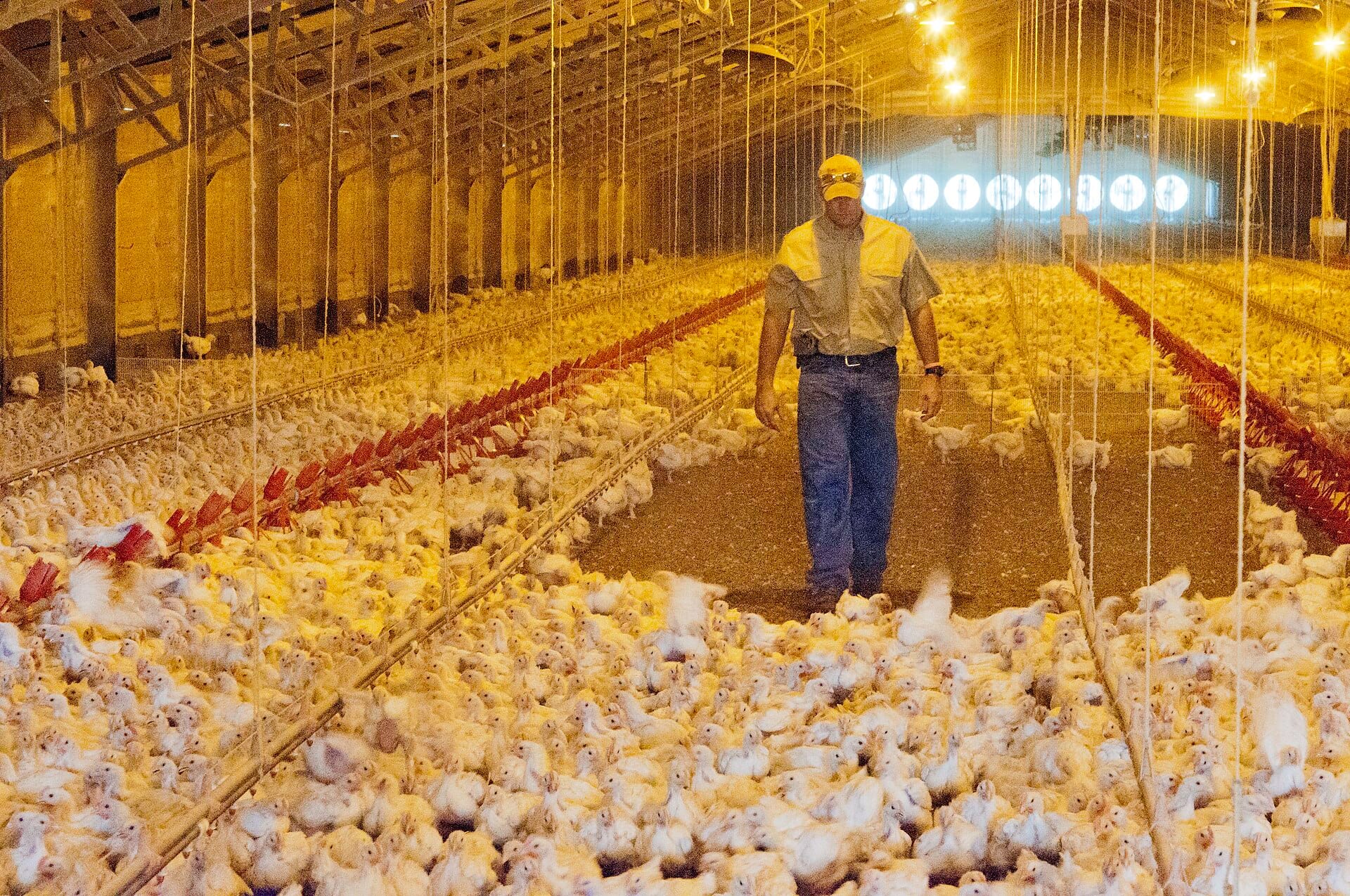 Un criador camina por el pasillo de una granja avícola cerrada, rodeado de cientos de pollos de engorda.