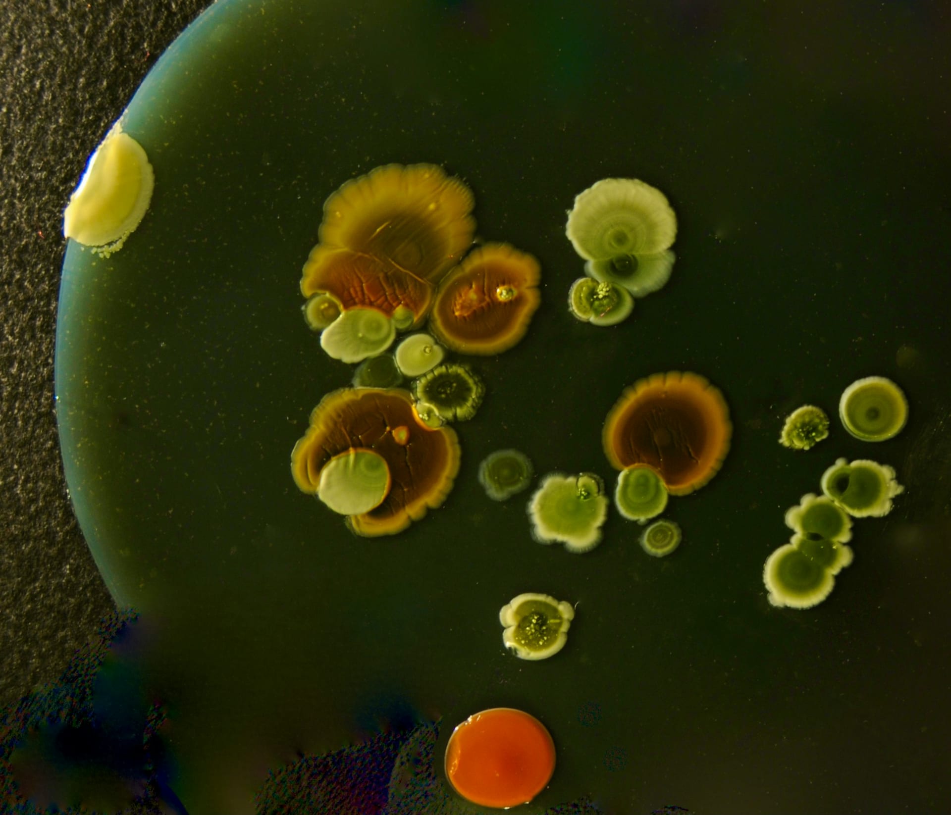 Colonias de bacterias de varios colores, verdes, ocres y una naranja, crecen sobre un medio oscuro en una placa de laboratorio.