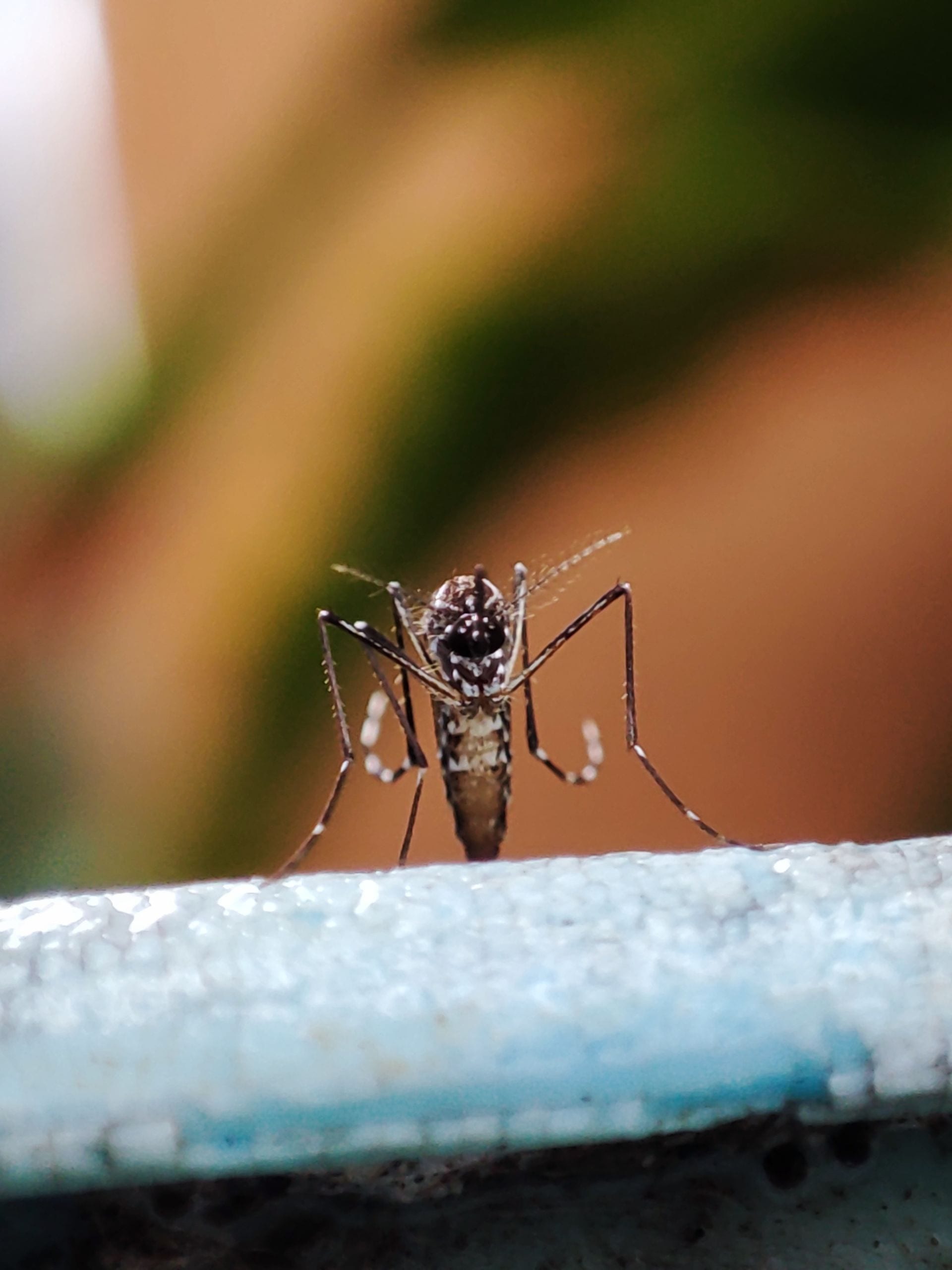 Un mosquito de patas rayadas, visto de frente, posado sobre un borde azul con el fondo desenfocado.