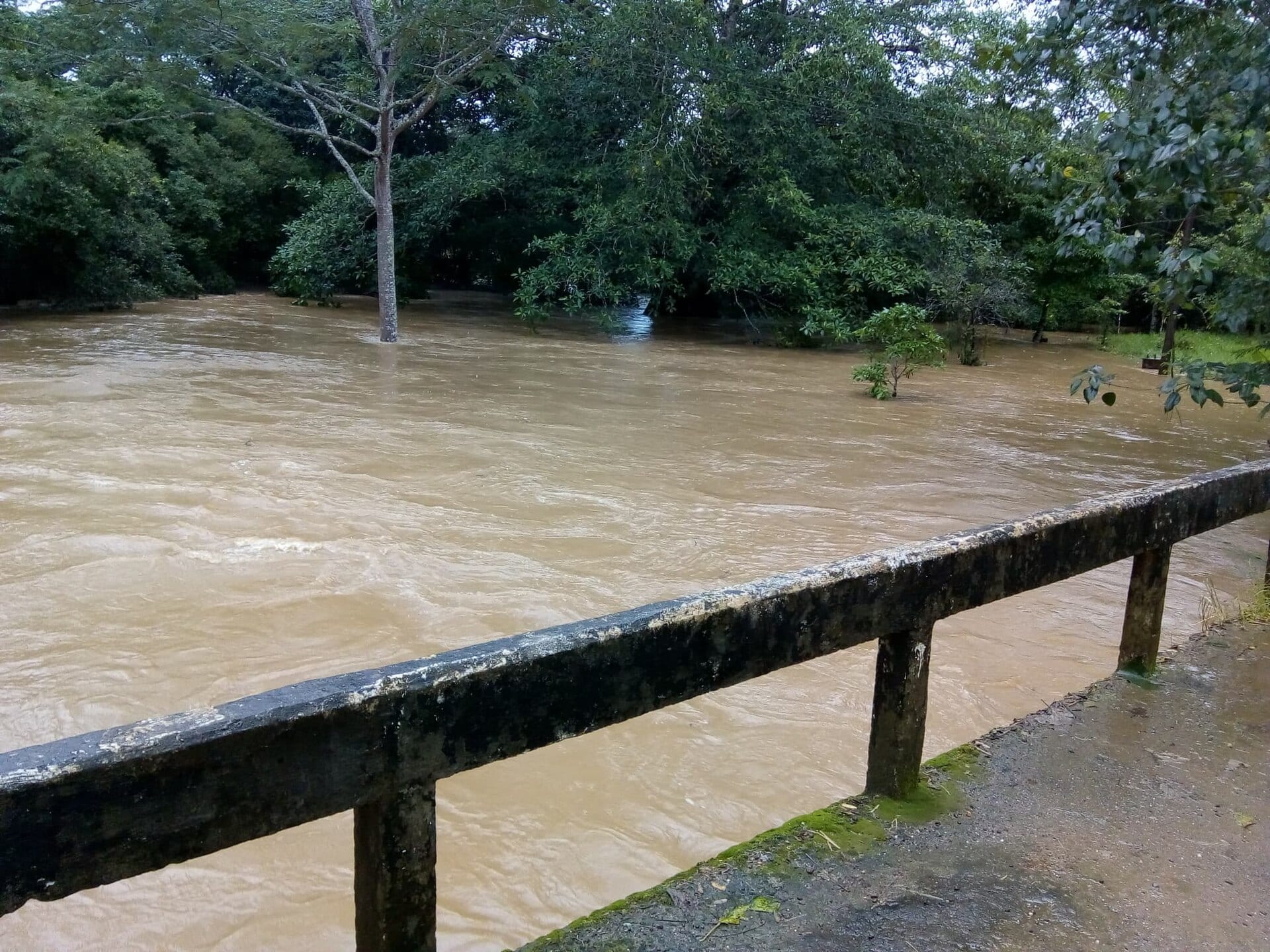 Un río de agua turbia y marrón cubre un terreno arbolado y llega hasta el barandal de concreto de un puente, en una inundación en Veracruz.