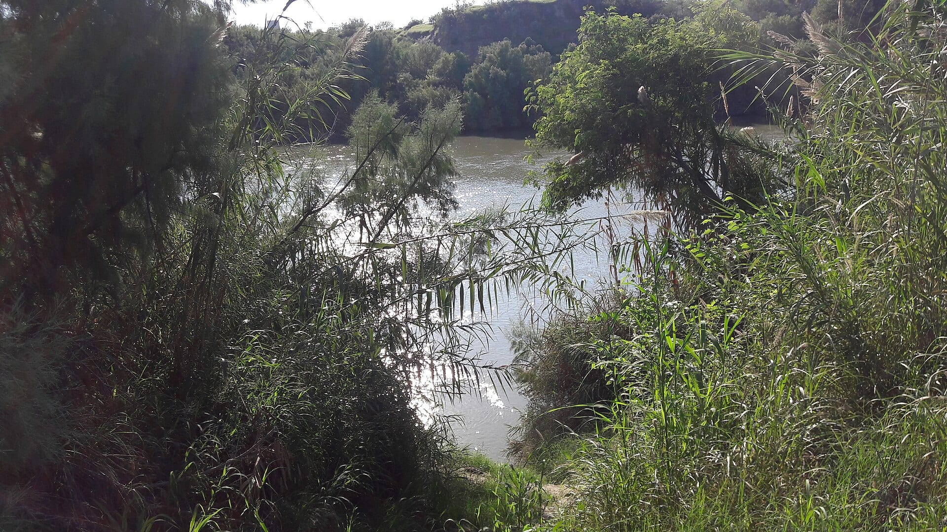 The Rio Grande seen through reeds and trees, its water lit by the sun, with a bluff in the background.