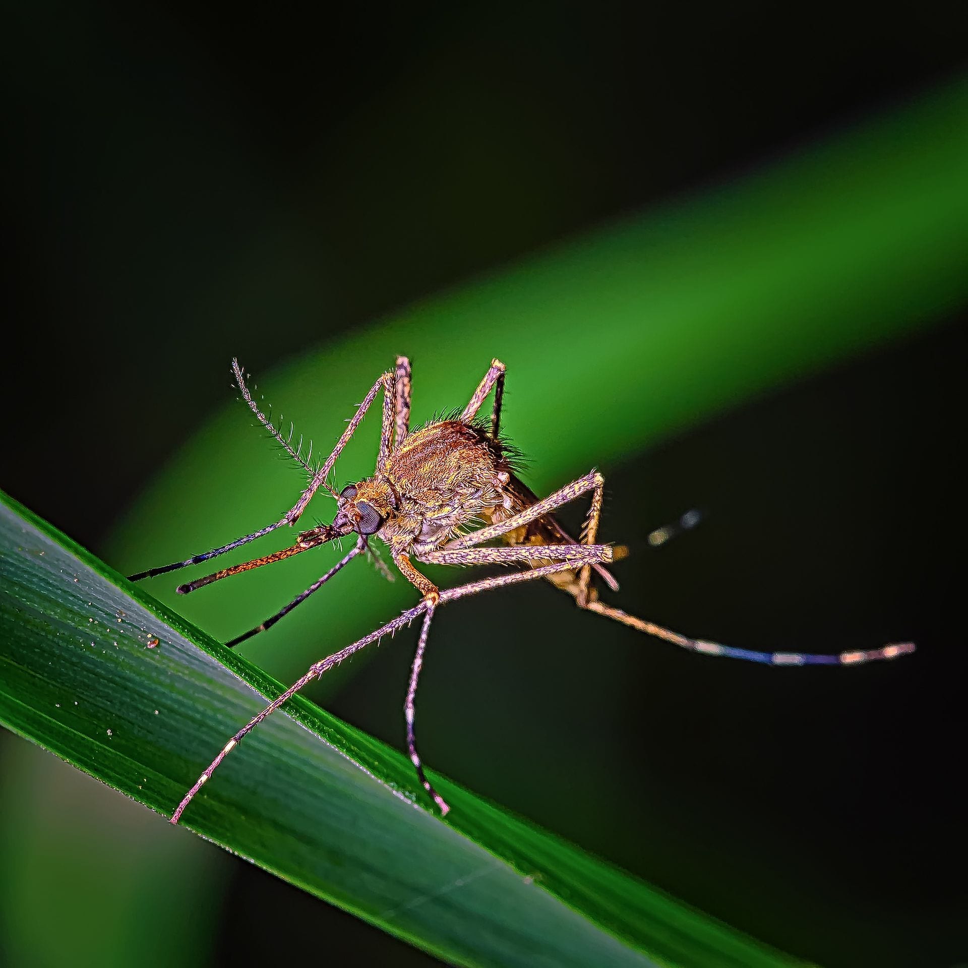 Un mosquito de patas largas posado sobre una hoja verde, visto de cerca contra un fondo oscuro.
